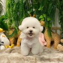 콩이랜드 이미지