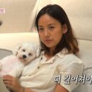 내품에 강아지 이미지
