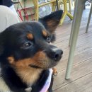 강촌에살고싶네cafe 이미지