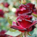 조선대학교 장미원 이미지