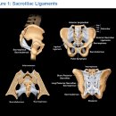 pelvic and hip biomechanics 김송준 이미지