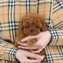 송이로14길 이미지