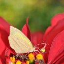 나비생태공원 이미지