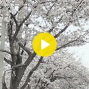미평로 Daum카페
