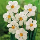 [009] 수선화 아세테아(Narcissus Acetea) 8구들이 10봉지 분양합니다. 이미지