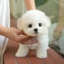 강아지고양이 미유펫 청주점 | 청주강아지분양 고민 끝에 방문한 미유펫