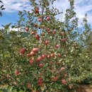 태송농원 이미지