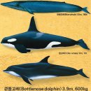 고래 - 남양주시 | 고래