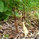 부신농장 이미지