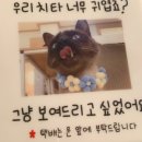 치타박스 이미지