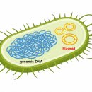 플라스미드(PLASMID)