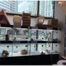 상상도그 이미지