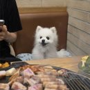 겨우리애견 이미지