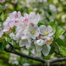 사과꽃향기 이미지