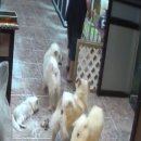 빠찌애견 이미지