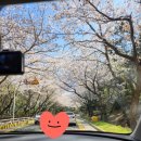 수영강 관리사무소 | 달맞이길/수영강/온천천 봄꽃 드라이브 및 산책 후기!!