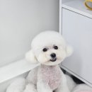 원펫살롱 이미지