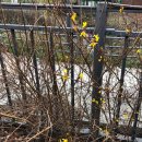 쪼이참치 이미지