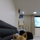 경포코지펜션애견동반
