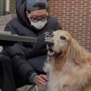 반려견 셀프미용 이미지