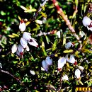 추위 속에서도 강인하게 꽃을 피우는 에리카(erica cinerea) 이미지