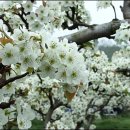 배꽃가든 이미지