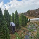 농업회사법인그린피그팜(주) | 늦가을 조경수 작업: 수형 좋은 다간 꽃사과 &amp; 푸른 에메랄드그린 굴취 현장 🌳
