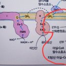 [2023심화/통합] 1권 7장 세포호흡 p304 유비퀴논으로의 전자이동 경로들 이미지