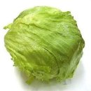 ICEBERG LETTUCE Lactuca 이미지