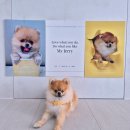 해피하우스프린스 | 인테리어 포인트가 되는 파티진 우리집 강아지 생일포스터 제작 대만족 후기