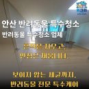 안산 반려동물 특수청소, 집 전체 공간작업 후기