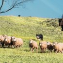 부자목장 이미지