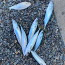 거제도파도소리가족낚시펜션 이미지