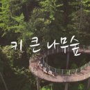 큰나무 이미지