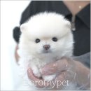 부산 강아지분양 도로시펫 이미지