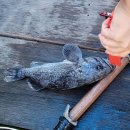 영희네 민박 이미지