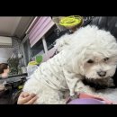 3번 -내머리 히피펌-