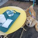 정아애견 이미지