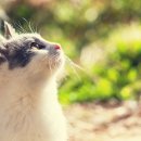 일리그루밍 이미지