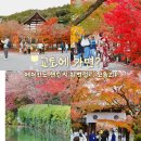 젠힐링트리 | 교토 에이칸도 젠린지 단풍시즌 방문후기(위치, 가는 방법, 입장료, 가격, 라이트업, 주변명소, 맛집)
