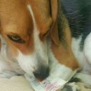 ㈜대경사료 | [강아지간식]더독몰 콤비바 실꼬리돔 닭가슴살