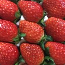 주복농장 | 딸기 철이니까 ,, 고령딸기 (딸기라떼 레시피)