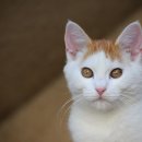 양주24시해든동물의료센터 이미지