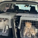 피스켄넬 이미지