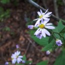 성자골3 이미지