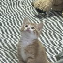 야옹 멍멍 이미지