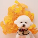 그루밍츄 이미지