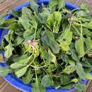 춘화농장 이미지