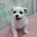 오렌지독하우스 이미지