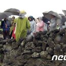밭담 이미지